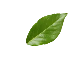 Green leaf thumbnail.